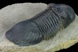 Bargain, Paralejurus Trilobite - Morocco #171490-4